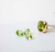 The August Birthstone: Peridot